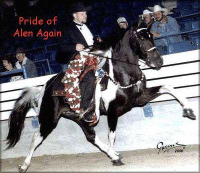 Tennessee Walking Horse Stallion At Stud - Pride's Thrill-Ah-Gee #19914121